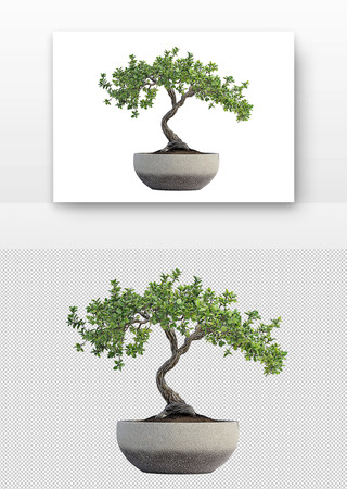 盆栽 PNG