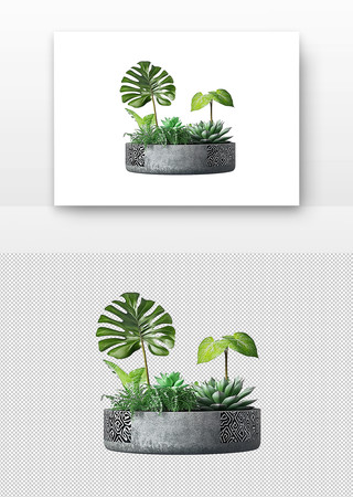 植物盆栽