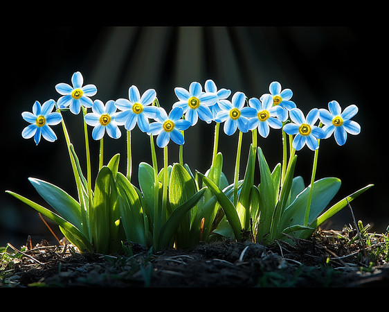 阳光下的蓝色水仙花盛开 阳光下的蓝色水仙花盛开