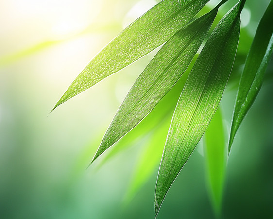 阳光下的绿叶轻舞 阳光下的绿叶轻舞