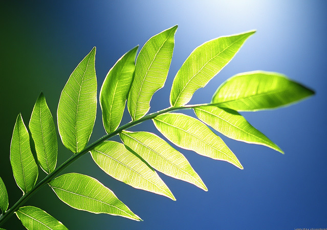 阳光下的绿叶舞动 阳光下的绿叶舞动