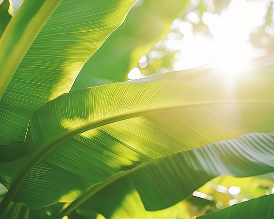 阳光穿透绿叶照亮生机 阳光穿透绿叶照亮生机