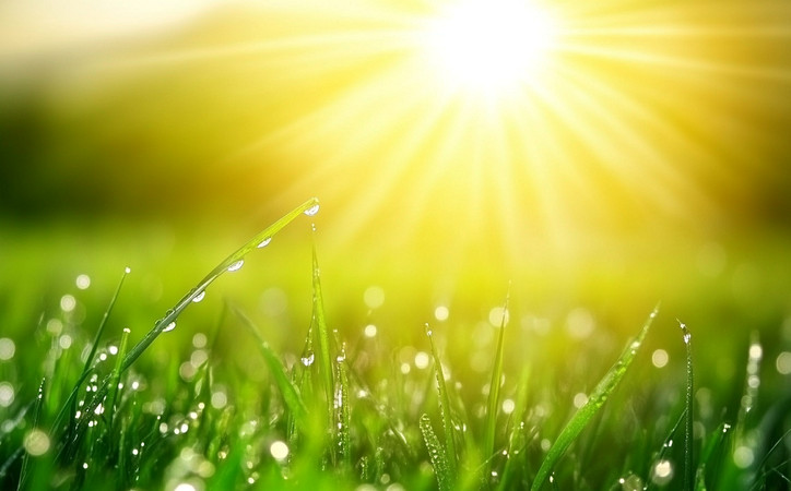 阳光下露珠滋润的绿草 阳光下露珠滋润的绿草