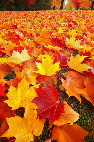 秋日枫叶 秋日枫叶