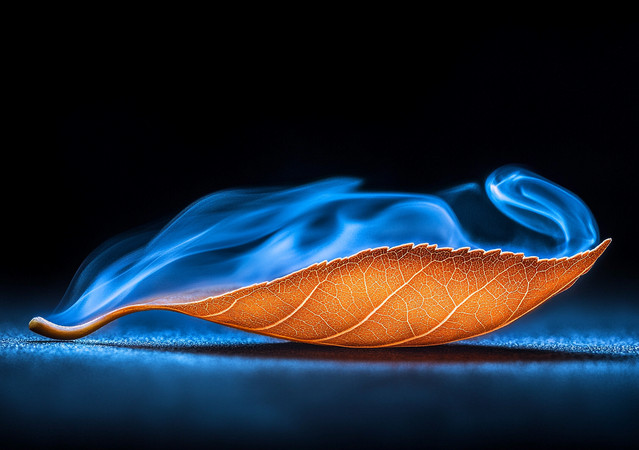 秋叶上的蓝色烟雾 秋叶上的蓝色烟雾