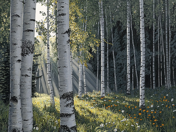 白桦林 白桦林