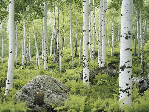 白桦林中的苔石与翠绿蕨叶 白桦林中的苔石与翠绿蕨叶