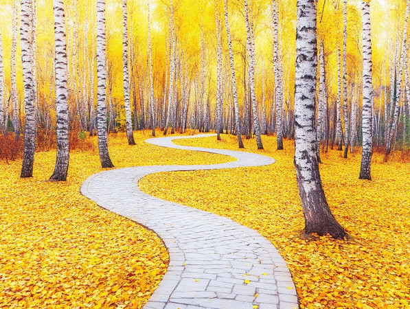 秋日的白桦林 秋日的白桦林