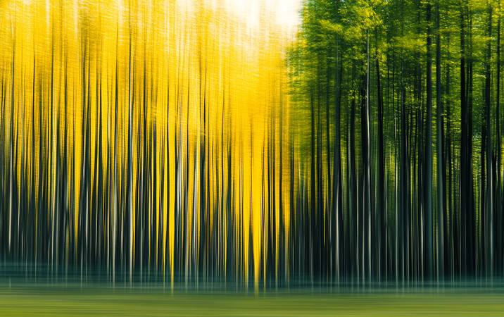 ����ɭ���еĽ�ɫ��Ӱ