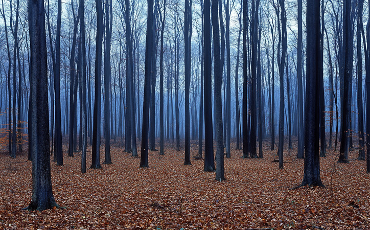 ����ɭ���е���Ҷ PNG