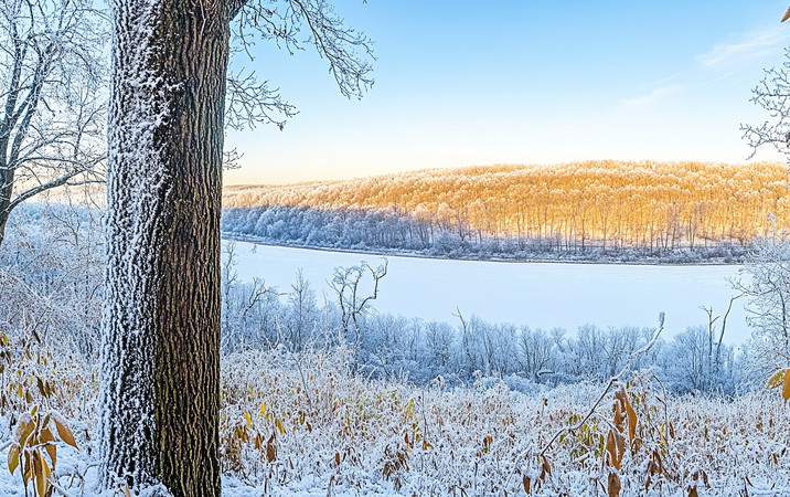 雪后的湖边金色的树林映照在宁静的水面 雪后的湖边金色的树林映照在宁静的水面