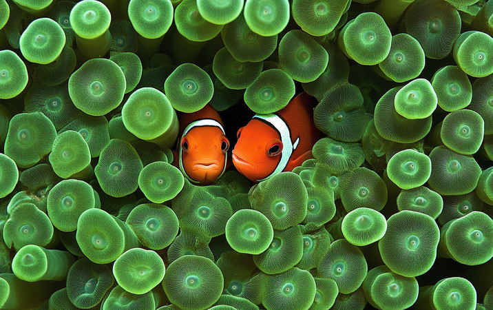 小丑鱼藏身翠绿海葵间 小丑鱼藏身翠绿海葵间