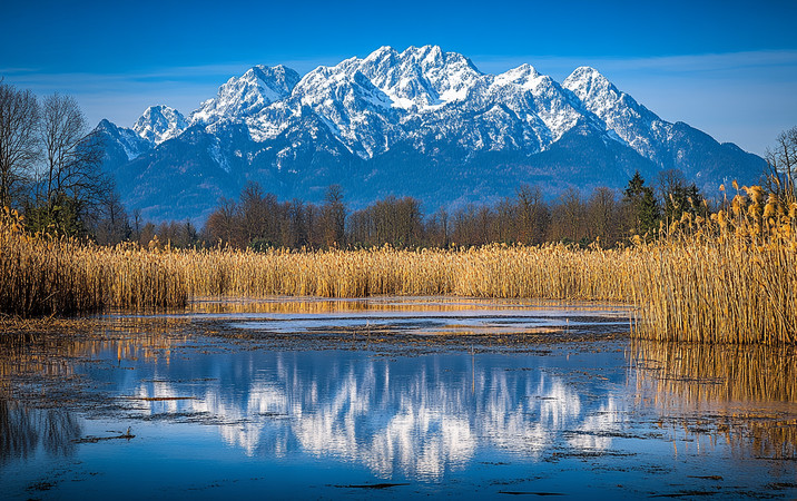 雪山映照下的金黄色芦苇湖 雪山映照下的金黄色芦苇湖