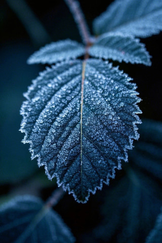 一片叶子特写上面有霜
