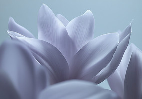 ŵĵɫ