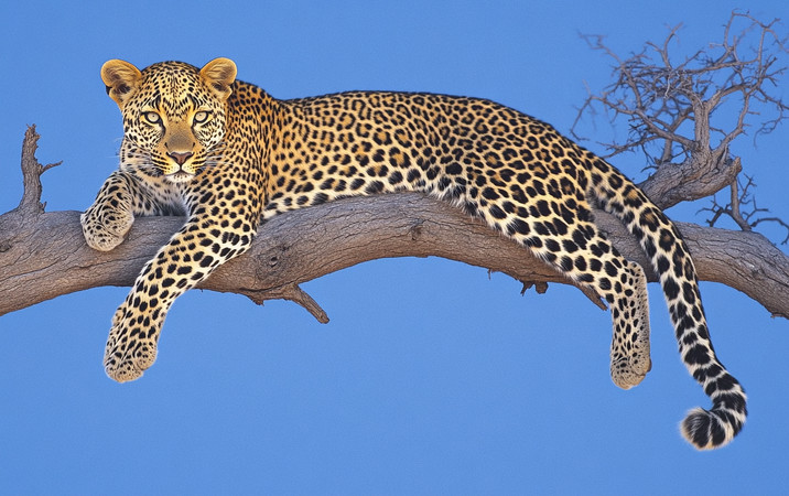 豹子悠闲地躺在枯树枝上 豹子悠闲地躺在枯树枝上