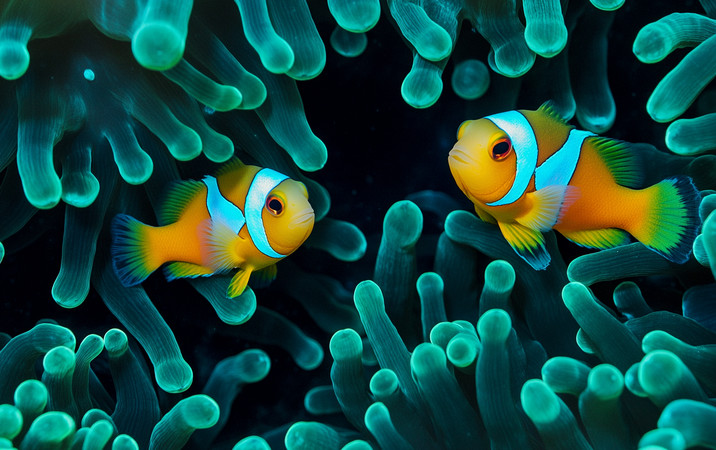 橘黄小丑鱼在翠绿海葵间嬉戏 橘黄小丑鱼在翠绿海葵间嬉戏