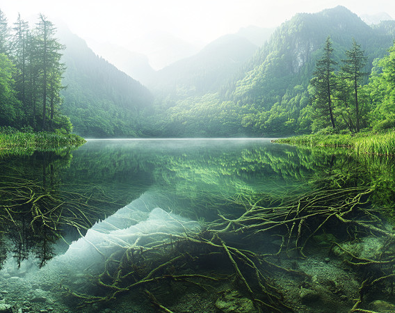 清澈的森林山间湖泊中树根交织 清澈的森林山间湖泊中树根交织