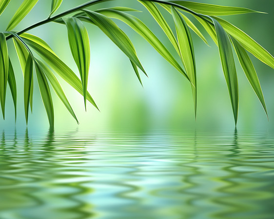 竹叶轻拂水面 竹叶轻拂水面