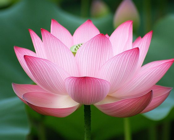粉红色荷花在绿叶中绽放
