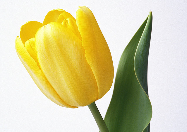 黄色郁金香 黄色郁金香