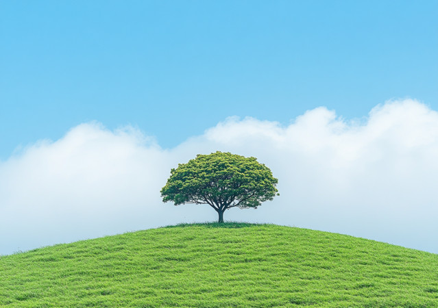 山丘上的树 山丘上的树