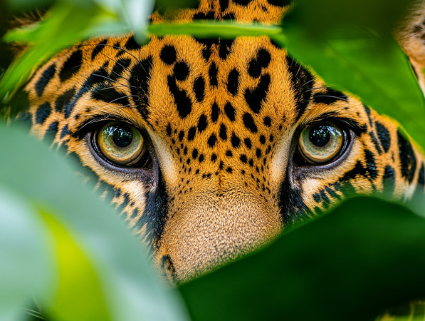 ӲҶԶ PNG