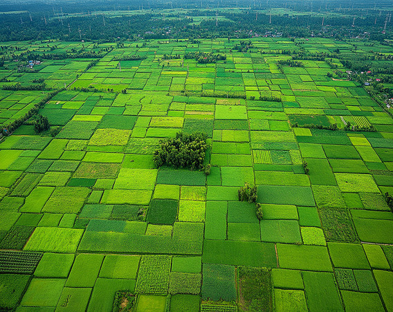 稻田中与农耕的和谐 稻田中与农耕的和谐