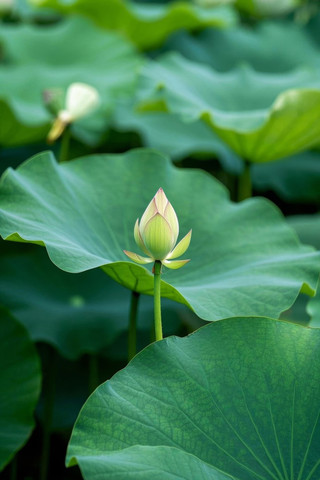 一片绿叶大片田野中央的莲花