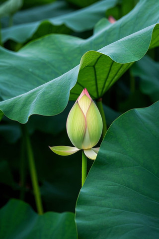 莲花绿叶