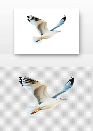 Ÿ PNG