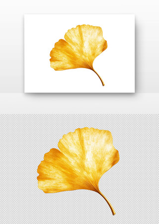 金黄色的银杏叶 金黄色的银杏叶