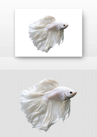 ɫ PNG