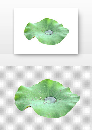 荷叶上的水珠 PNG