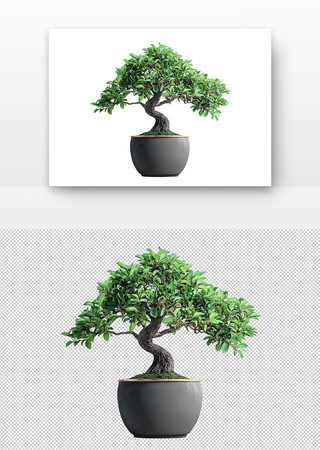 盆景绿植 PNG
