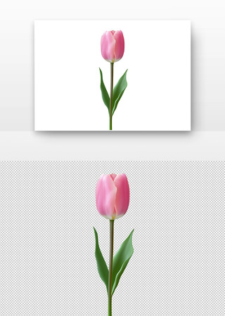 粉色的郁金香 粉色的郁金香