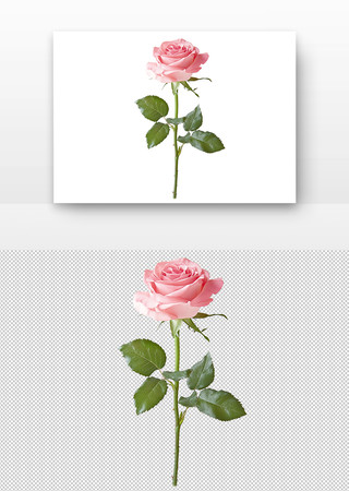 粉色玫瑰花 粉色玫瑰花