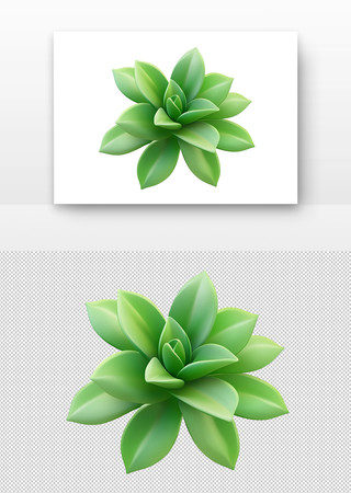 绿色多肉植物 PNG