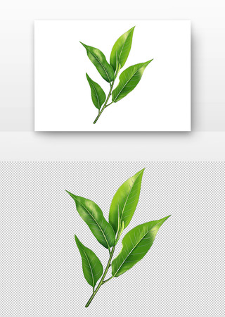 绿色植物叶片 PNG