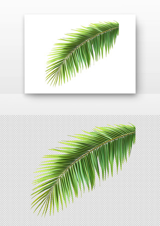 绿色棕榈叶 PNG