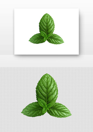  绿叶薄荷 PNG