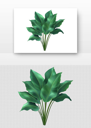 翠绿的植物叶子生机盎然