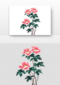 ĵ
