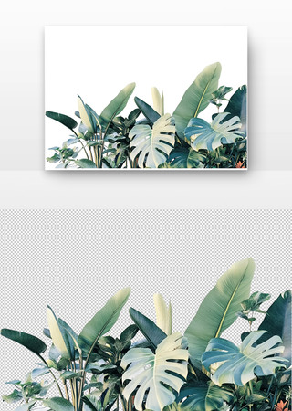热带绿植生机盎然 PNG