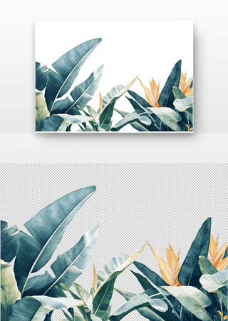 热带植物 PNG