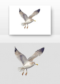 չĺŸ