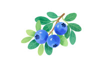 ֻˮݮ֦Ҷ廭