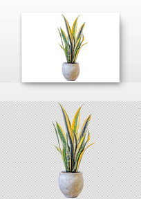 β