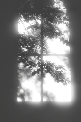 ͸֦Ҷν֯ľ׻