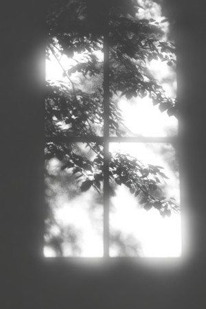 ͸֦Ҷν֯ľ׻ PNG